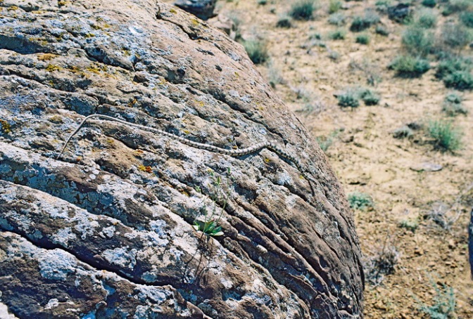 Shell rock and its properties